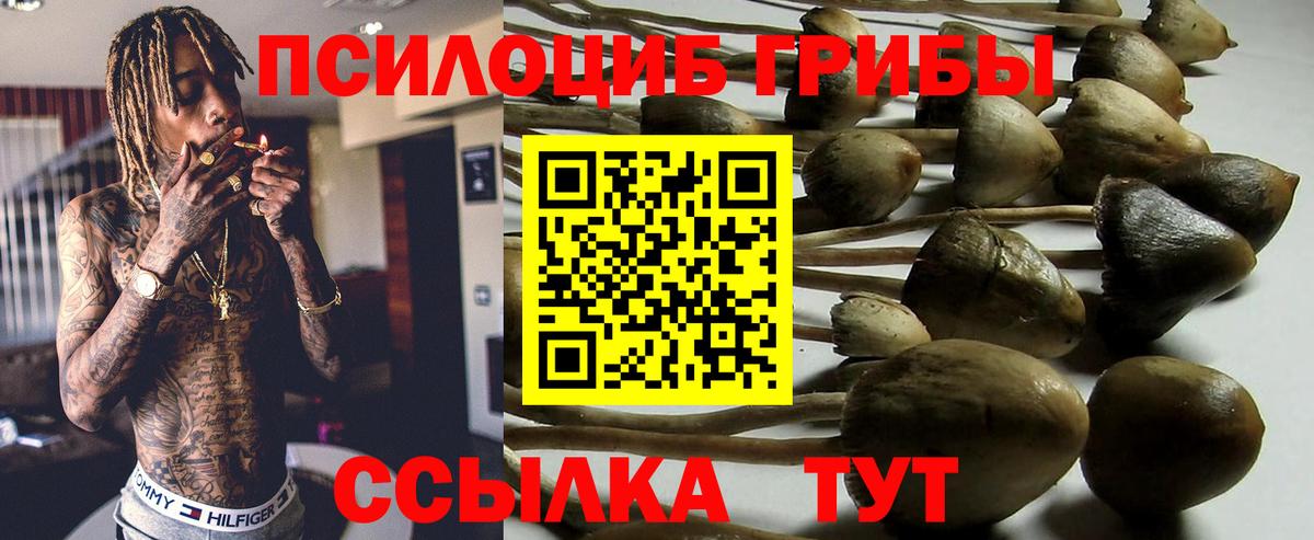 Псилоцибиновые грибы мицелий  Северобайкальск  Псилоцибиновые грибы MAGIC MUSHROOMS 